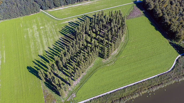 Aerial view of The Green Cathedral, a land art installation by Marinus Boezem featuring poplar trees planted in the shape of a cathedral floor plan in Almere, Flevoland, Netherlands.
