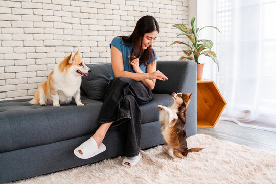 A woman on a sofa trains two corgis with treats in a cozy living room; one sits on the couch while the other stands on hind legs beside a plush rug and a houseplant