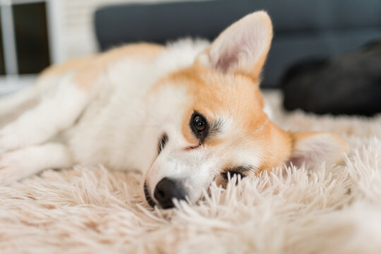 Relaxed Corgi Resting on Soft Rug at Home