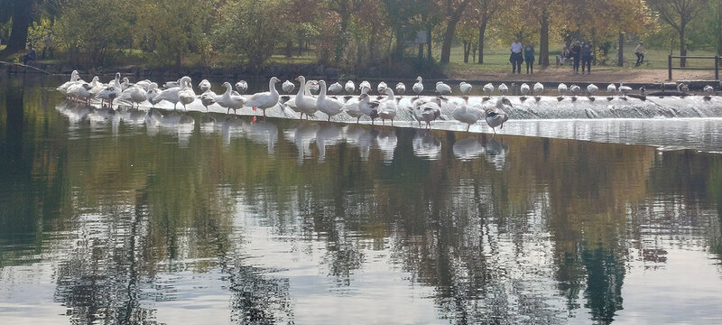 Grupo de gansos blancos alineados en una presa sobre el agua de un lago con reflejos