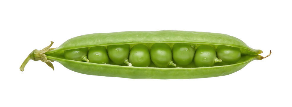 Fresh green pea pod opened to reveal round peas isolated against a black background