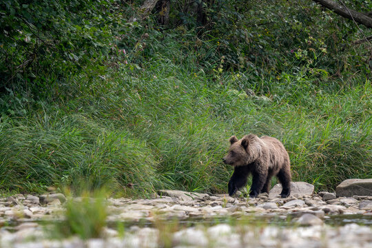 Brown Bear - Ursus arctos large popular mammal from European forests and mountains, Poland, Europe.