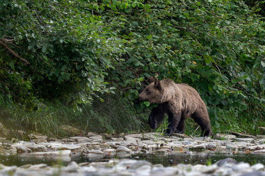 Brown Bear - Ursus arctos large popular mammal from European forests and mountains, Poland, Europe.