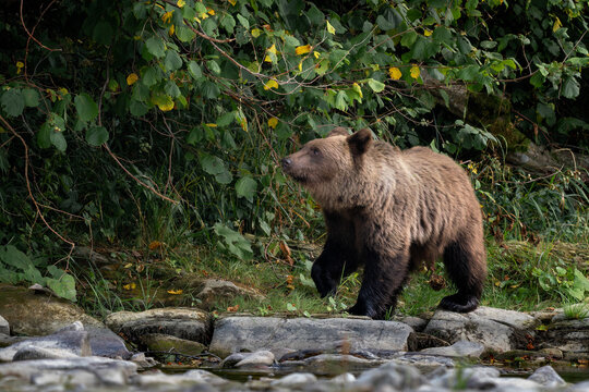 Brown Bear - Ursus arctos large popular mammal from European forests and mountains, Poland, Europe.