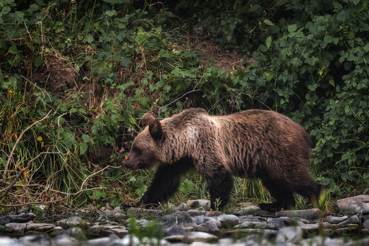 Brown Bear - Ursus arctos large popular mammal from European forests and mountains, Poland, Europe.