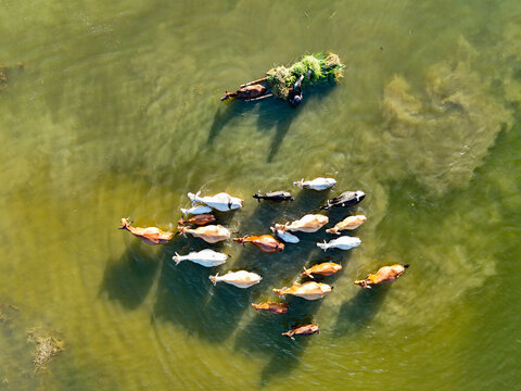 Aerial view of a herd of cows wading through shallow water near a person on a small raft carrying green fodder in Kushtia, Khulna Division, Bangladesh.