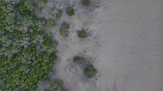 Aerial top down view of a dense mangrove forest border and tidal mudflat during low tide 