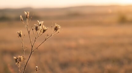 Obraz premium Dry Wildflower Seed Heads in Golden Sunset Field
