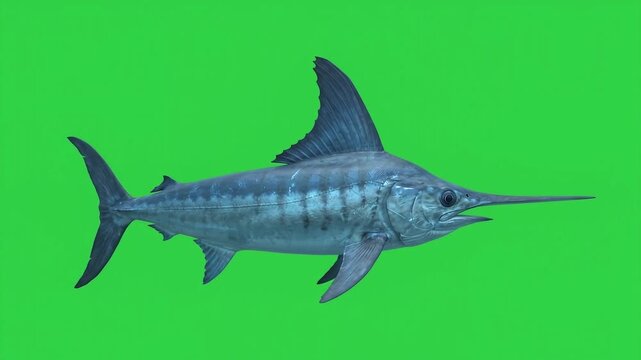 Swordfish muscular vibrations of the crescent tail fin with the dorsal fin raised and long bill held steady.