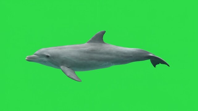 Bottlenose Dolphin tail fluke propulsion paired with gentle torso undulation.