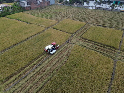 Aerial view of a combine harvester working in golden rice fields in Pakisaji, East Java, Indonesia.