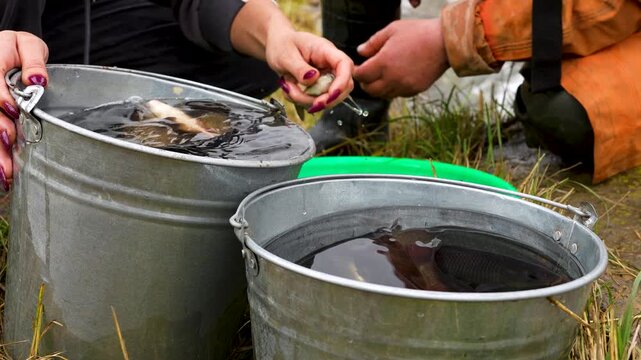 Sorting fish between buckets outdoors.