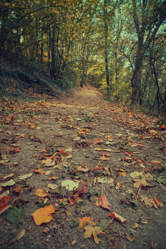 Atmospheric forest path covered in fallen autumn leaves, leading through a tunnel of trees. Warm, moody light creates a cinematic nature background for travel and design projects
