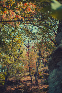 Atmospheric autumn forest scene with colorful leaves, tall trees and large rocks in the foreground. Warm, moody light creates a cinematic nature background for travel and design projects