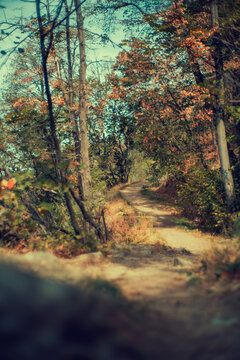 Atmospheric autumn forest scene with colorful leaves, tall trees and large rocks in the foreground. Warm, moody light creates a cinematic nature background for travel and design projects