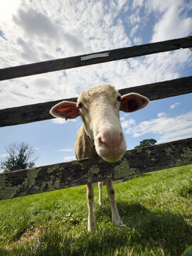 Sheep Looking Through Wooden Fence in Grassy Field Under Cloudy Sky