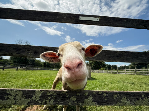 Sheep Standing Behind Weathered Farm Fence