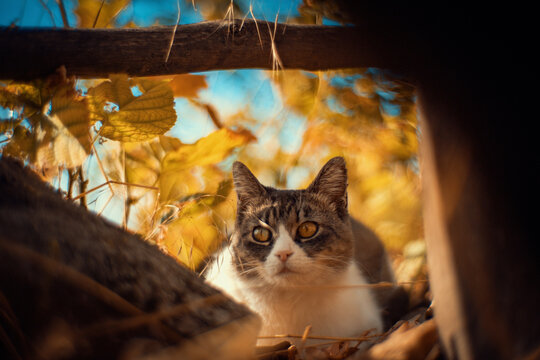 Close-up of a tabby and white cat peeking out from behind branches and autumn leaves. Warm golden light and a blue sky create a cozy, curious outdoor scene for pet projects