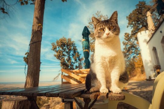 Portrait of a tabby and white cat sitting on a wooden bench under a bright blue sky with autumn trees. A warm, natural outdoor scene for pet and animal projects