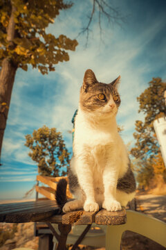 Portrait of a tabby and white cat sitting on a wooden bench under a bright blue sky with autumn trees. A warm, natural outdoor scene for pet and animal projects