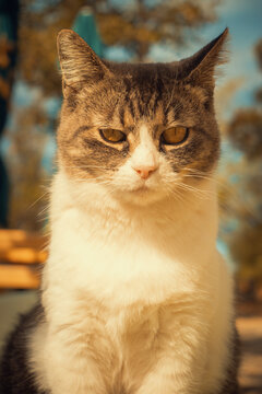 Close-up portrait of a tabby and white cat outdoors, with warm golden light and a soft blurred background. A peaceful, natural scene for pet and animal projects