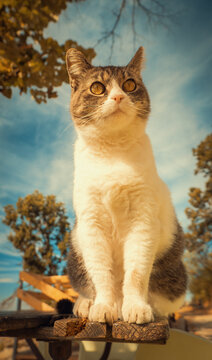 Portrait of a tabby and white cat sitting on a wooden bench under a bright blue sky with autumn trees. A warm, natural outdoor scene for pet and animal projects