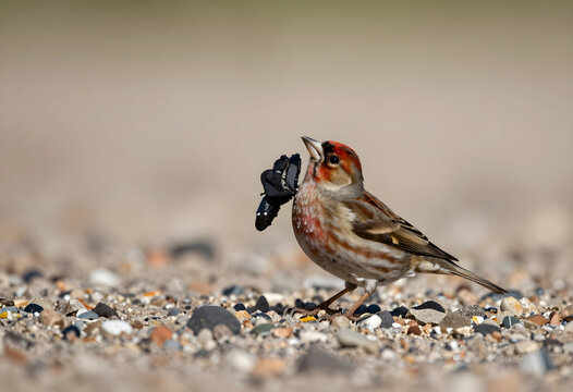 Nature and wildlife survival, common linnet bird holding a black butterfly in its beak on a pebble beach, predator and prey interaction in the wild