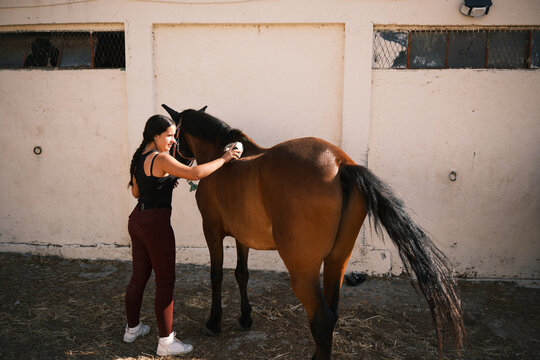 Horsewoman brushing a horse outdoors: equestrian lifestyle