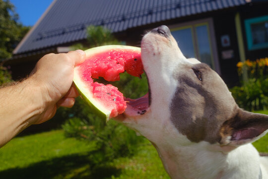 Dog Eating Watermelon in Backyard Summer Day