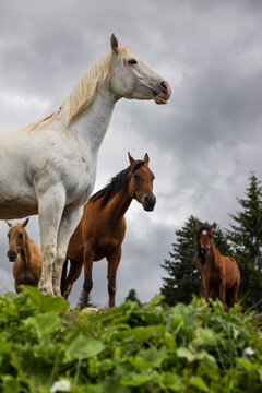 Herd of Horses in Alpine Meadow in the Dolomites