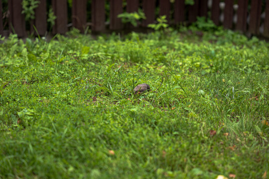 Garden snail on lawn with grass and fence background