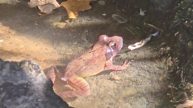 
Left profile of a Korean brown frog peering above the water in an autumn stream



 