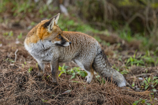 Red Fox in Forest in the Italian Dolomites