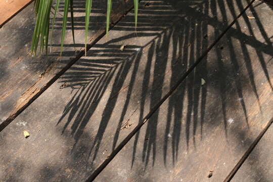 Clear shadow of palm frond leaf cast on warm diagonal wooden plank floor. Photographed in Surabaya, Indonesia on October 14, 2026.