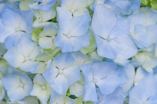 Vibrant Hydrangea Flowers Blooming During the Rainy Season
