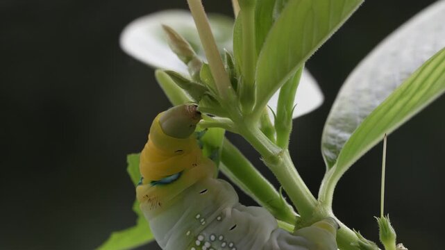 Green caterpillar eating leaf, macro closeup