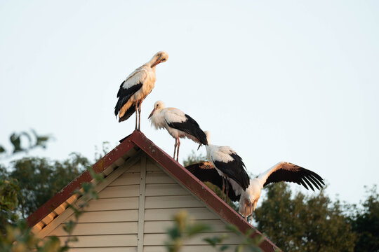 Four storks preening feathers on rooftop in the evening