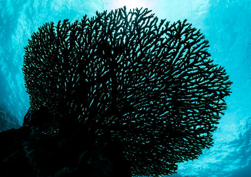 Dramatic Silhouette of Coral Against a Bright Tropical Ocean Suns