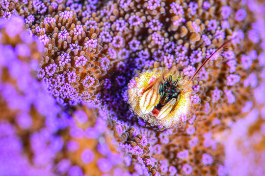 Close-up of a Vibrant Red Coral Hermit Crab (Dardanus megistos)