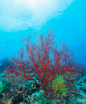 Vibrant Sea Fan Coral Spreading Its Intricate Network on a Tropical Re