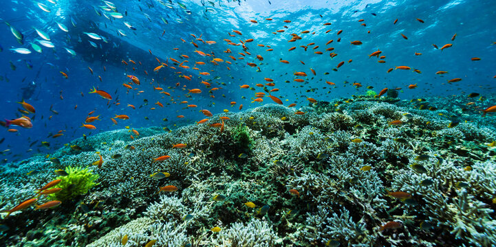 School of Anthias swimming over the coral
