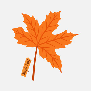Autumn Orange Maple Leaf Illustration Isolated on Grey Background
