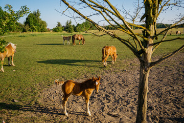 Horses and foal grazing on grass cover in a rural paddock beside a mature tree. Pasture management equine care and sustainable grazing © timoha.ig