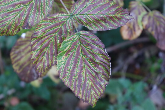 belle feuille d'un arbe