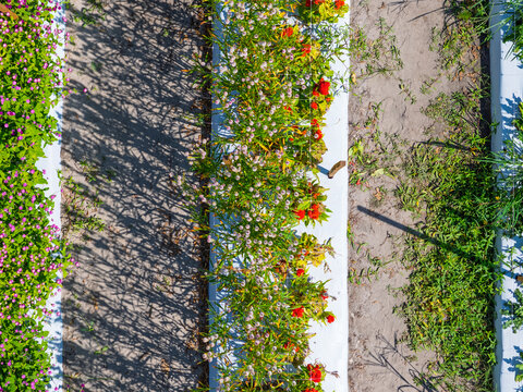 Aerial view of rows of vibrant flowers growing in a field with white plastic mulch and green foliage in Castle Hayne, North Carolina, United States.