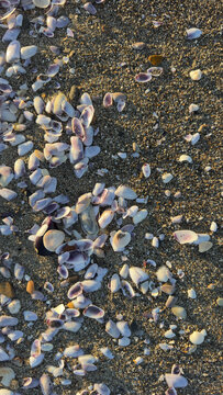 Background of small purple and white seashells on beach sand