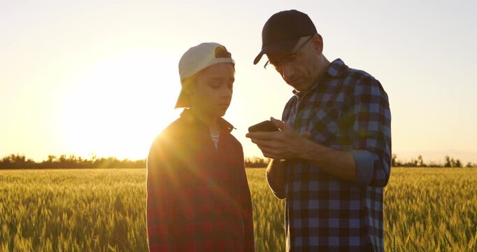 Father and son check smartphone in wheat field at sunset, discussing farming techniques and crop development. Countryside scene represents agricultural education, shared knowledge and family farming.