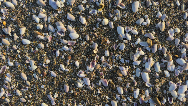 Background of small purple and white seashells on beach sand