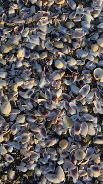 Background of small purple and white seashells on beach sand