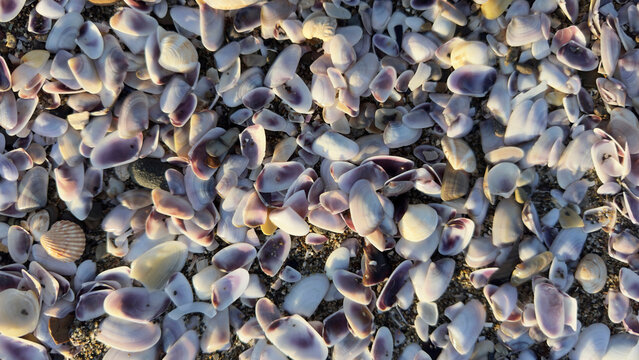 Background of small purple and white seashells on beach sand